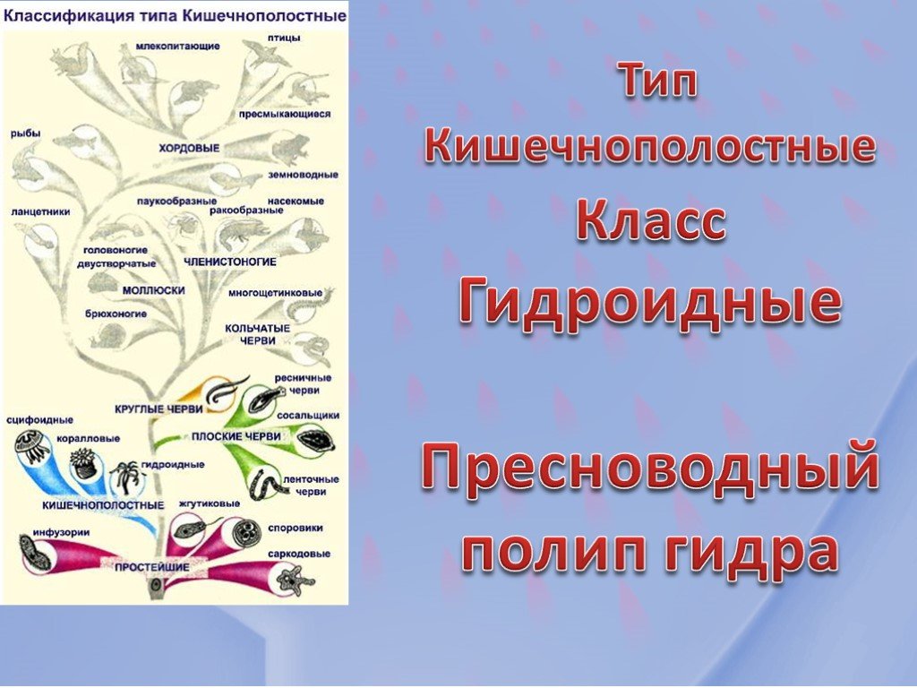 Телеграм канал омг омг